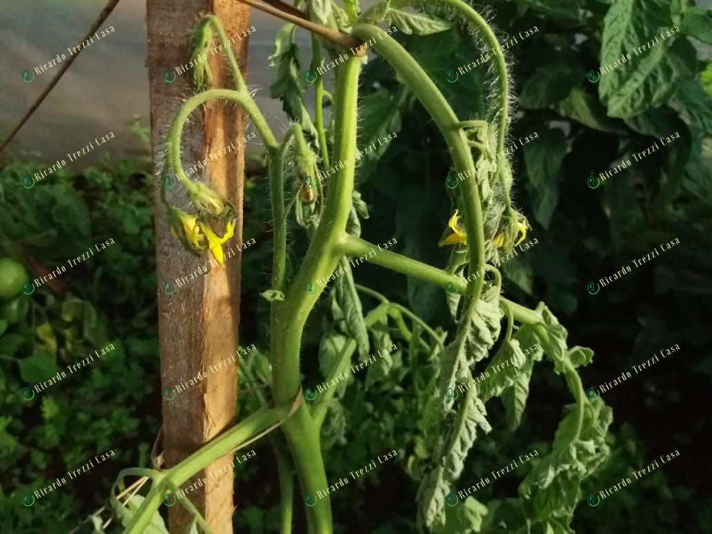 Murcha de fusarium